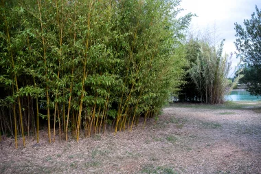 Bambou au Lac Vert de Canejean (3).